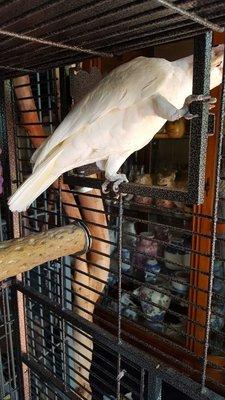 RNC Pet N House Sitting