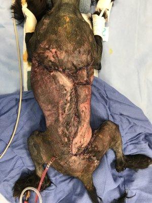 3rd degree burns caused by Kitticcino took away 40% of my dog's skin and the underlying fat.