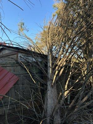 Diamond cut Tree Service