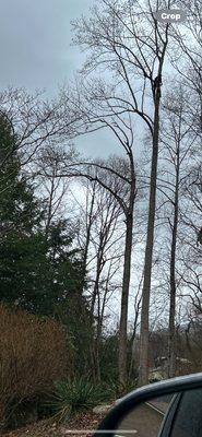 Tried and True Tree Services