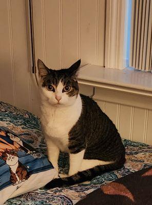 Countryside Animal Clinic