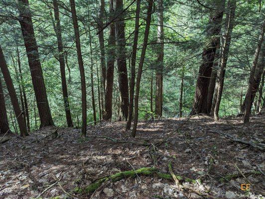 The Cary Institute of Ecosystem Studies
