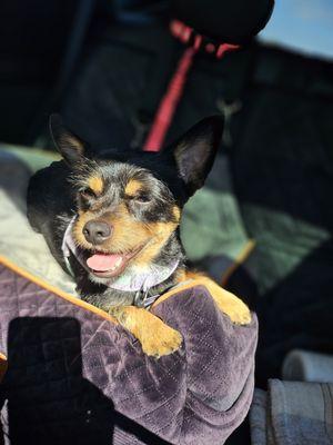 Pet Whispers Grooming