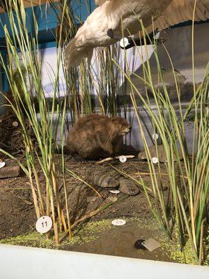 Old Woman Creek Reserve