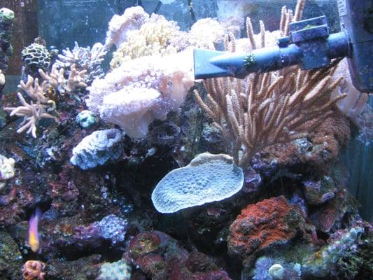 Reef Aquarium set up for 10 years