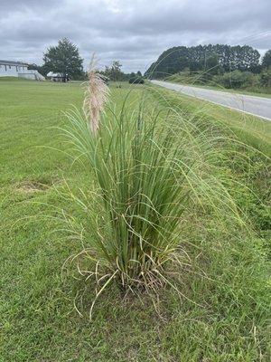 Allen's Nursery & Garden Center