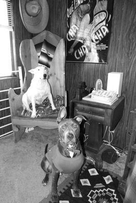 Cozycroft Pet Hospital