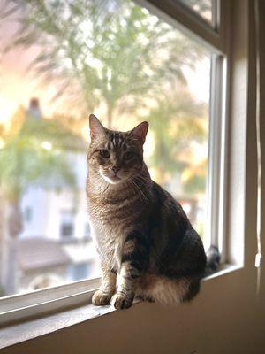 San Carlos Animal Hospital