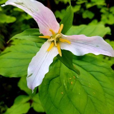 Gales Creek Campground