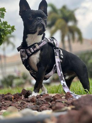 My pup Laz, back to his old adorable self.