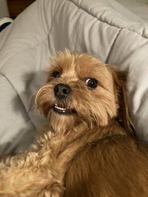 Court Street Veterinary Hospital