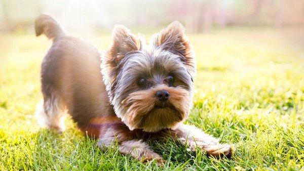 AMC Board and Grooming