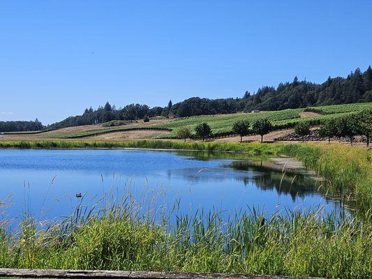 Dukes Family Vineyards