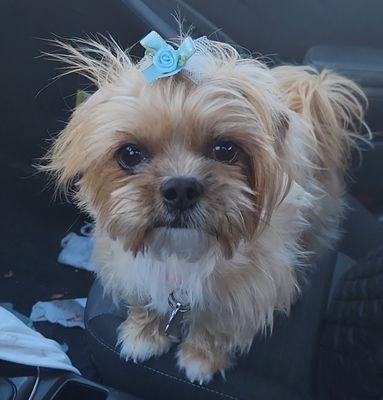 Katrina's Pet Services