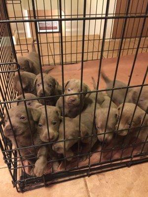 14 silver Labs ready September 28, 2016