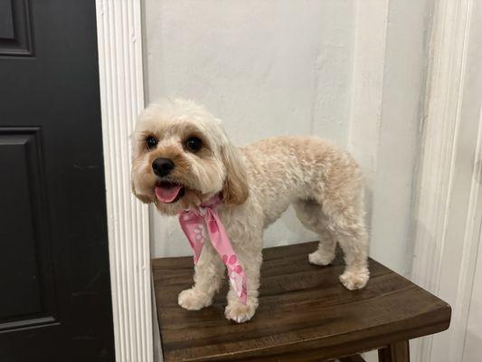 Bimbo’s Pet Grooming