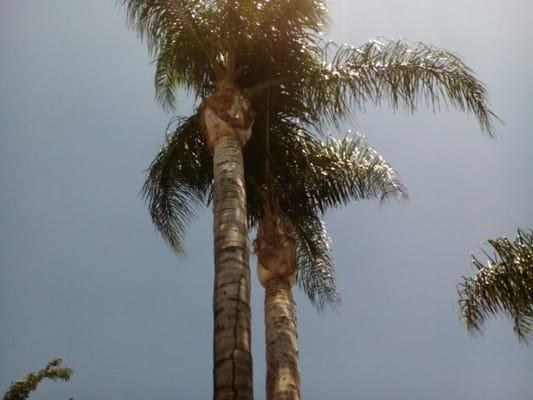 Mendoza & Family Tree Service