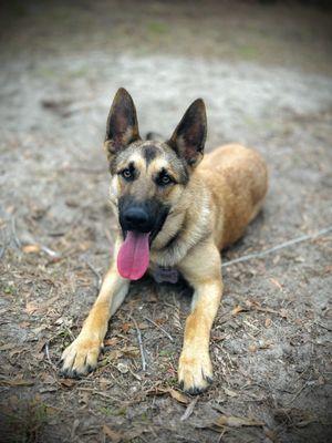 Brown N Bolden K9’s