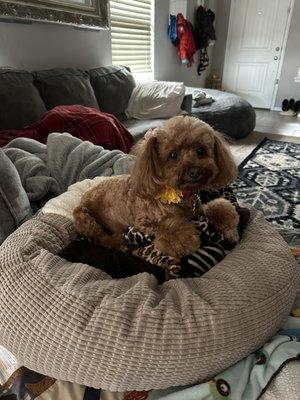 Debbie's Laundro-Mutt