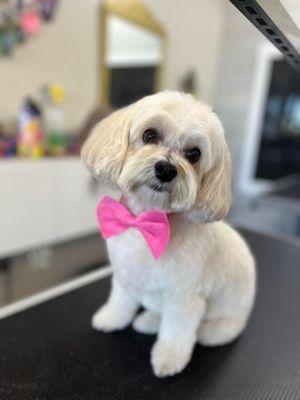 Desert Pawz Cage Free Grooming