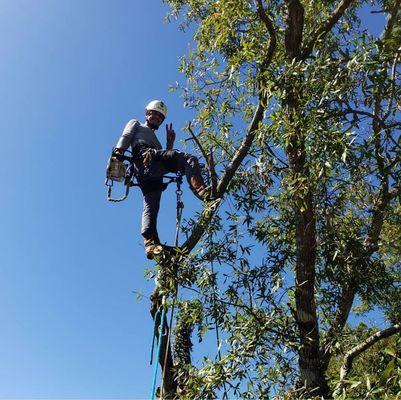 Davis Tree Service