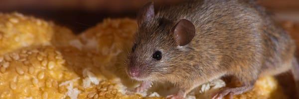 Infinite Pest Solutions