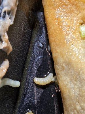 A maggot in Shredded Beef Taco