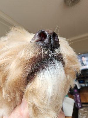 Woof Gang Bakery & Grooming