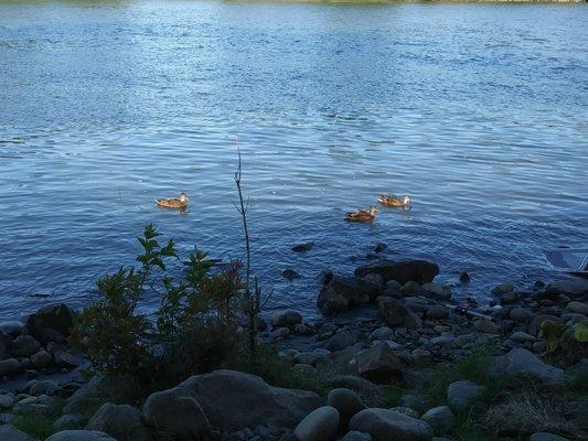 Ducks getting fish and our baits