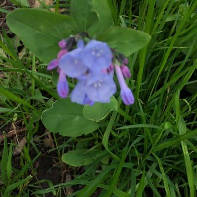 Skunk River Greenbelt