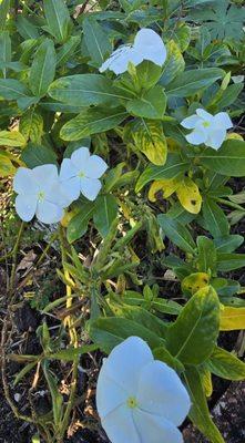 G & S Beautiful Paradise