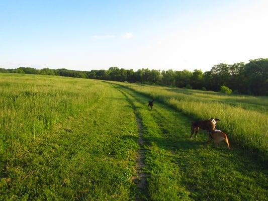 Sycamore Park - Dog Off-Leash Park