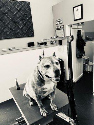 Touch of Grace Pet Spa