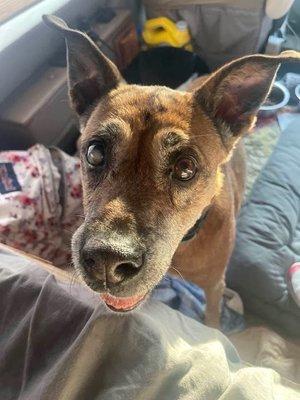 Heidi is 14yrs young and still the best dog ever!