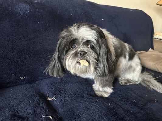 Sarah’s In Home Pet Grooming