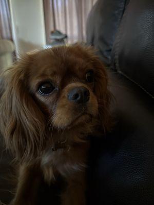 Paws N Claws Quality Grooming