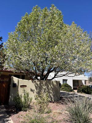 Roberts Tree Service