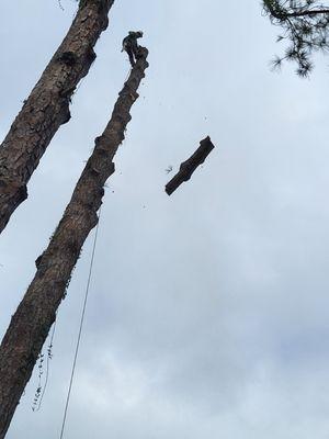 Lester's Tree Service