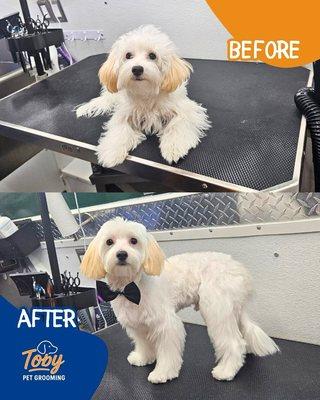 Toby Pet Grooming