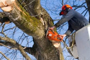 Weaver's Tree Service And Stump Removal