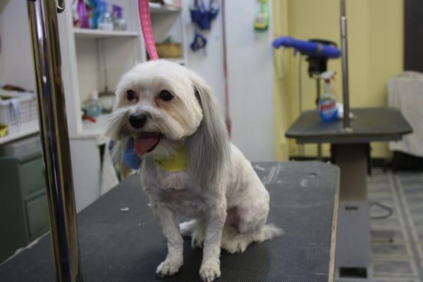 4 Paws Pet Grooming
