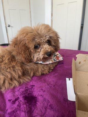 Bark Avenue Dog Grooming