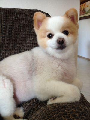 Camas-Washougal Animal Hospital