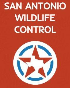 San Antonio Wildlife Control