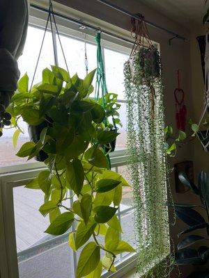 Oroville Organic Gardens