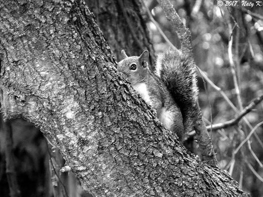 A squirrel, hiding in the trees.
