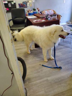 Paws and Effect Grooming