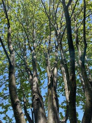 A birds eye view inside our 50Ft Maple..