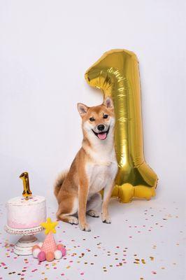 Perfectly posed crazy puppy!