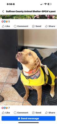 Sullivan County Spca